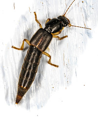 Pinophilus latipes