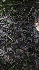Coccinella transversalis