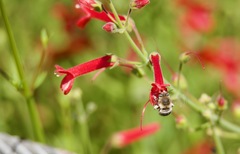 Gambelia