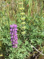 Lupinus microcarpus microcarpus