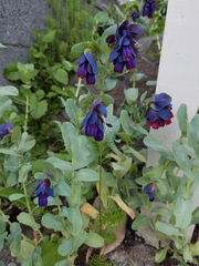Cerinthe