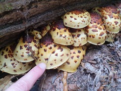 Pholiota glutinosa