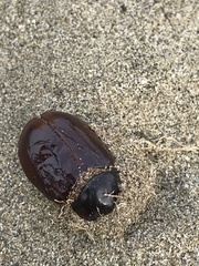 Pericoptus