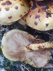Pholiota glutinosa