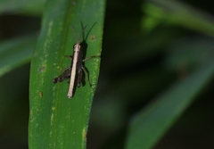 Phlaeoba antennata