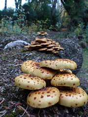Pholiota glutinosa