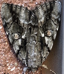 Catocala flebilis