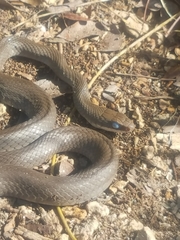 Coluber constrictor paludicola