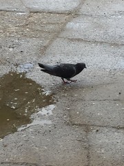 Columba livia domestica