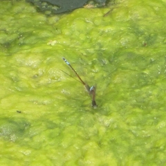 Oxyallagma dissidens