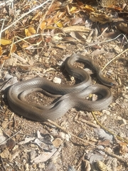Coluber constrictor paludicola
