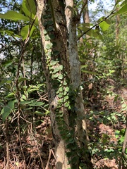 Psychotria serpens