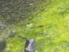 Oxyallagma dissidens