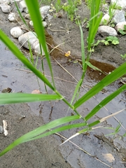 Phragmites vallatoria