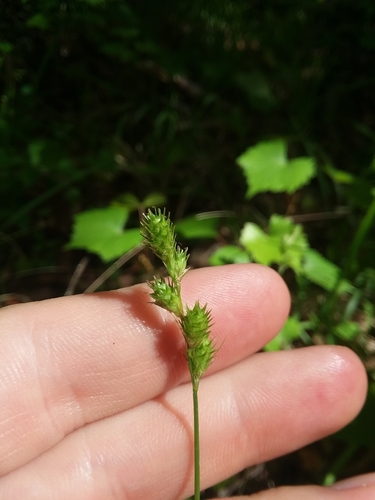 Fescue sedge (Carex festucacea)