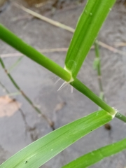 Phragmites vallatoria