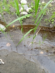 Phragmites vallatoria