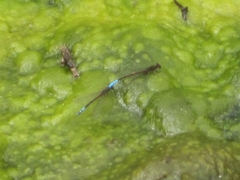 Oxyallagma dissidens