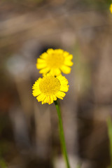 Helenium pinnatifidum