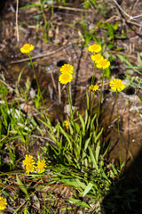 Helenium pinnatifidum