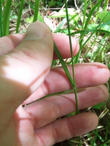 Image of Carex festucacea by (c) Will McFarland, some rights reserved (CC BY)