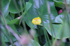 Nuphar japonica