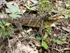 Anolis petersii