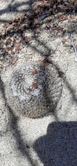 Mammillaria petrophila