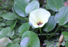 Hydrocleys nymphoides