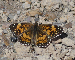 Chlosyne gorgone