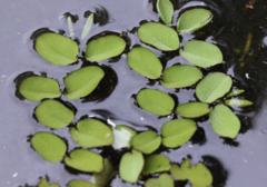 Salvinia molesta