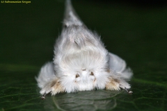 Naroma varipes
