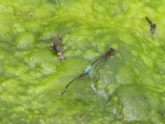 Oxyallagma dissidens