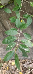 Ficus altissima