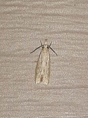 Limnaecia phragmitella