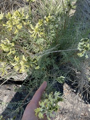Astragalus eremiticus