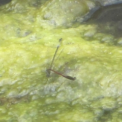 Oxyallagma dissidens