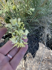 Astragalus eremiticus