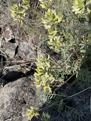 Astragalus eremiticus