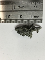 Physcia aipolia image