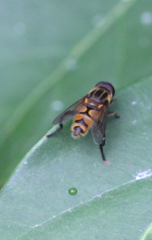 Mesembrius bengalensis