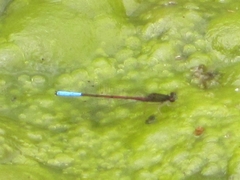 Oxyallagma dissidens