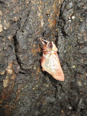 Diarsia deparca