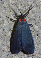 Lycomorpha splendens