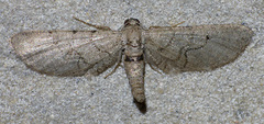 Exelis ophiurus