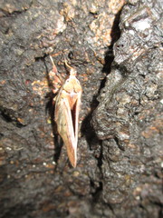 Diarsia deparca