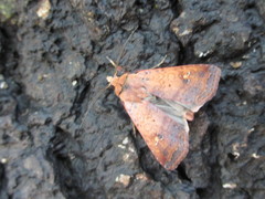 Diarsia deparca