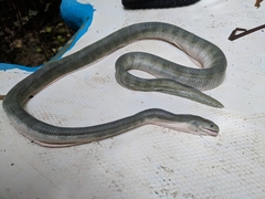 Hydrophis schistosus