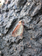 Diarsia deparca