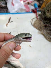 Hydrophis schistosus